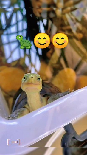 🐢😊😊#turtle #🐢 #turtles #tortoise #cute #pet #reptile #reptiles