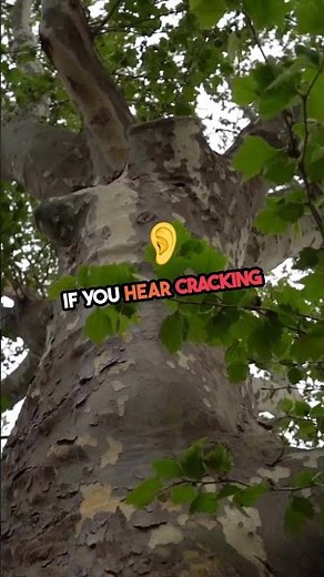 how to prevent get hit by falling tree? #trees #fall