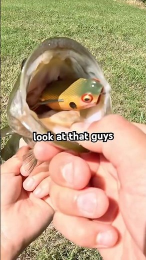 Bass caught on MICRO Frog! #fishing #fypviral #bassfishing #fyp #viral