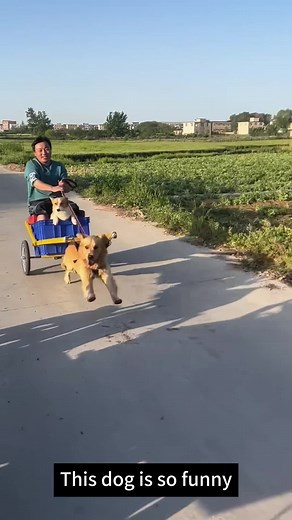Funny Dog Running Compilation for Pet Lovers