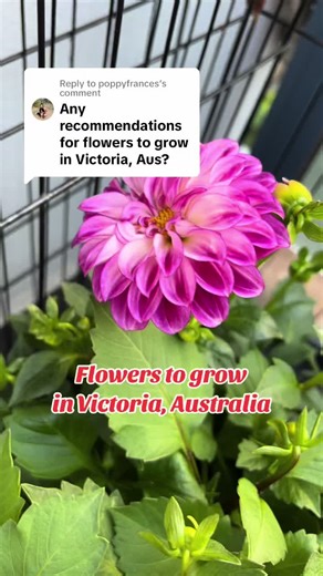 Flower Planting Guide for Victoria, Australia | Best Flowers for Each Season