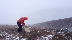 Even the reindeer were looking wind swept and battling to walk against the wind | The Cairngorm Reindeer Herd