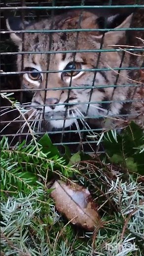 western Washington bobcat #trapping