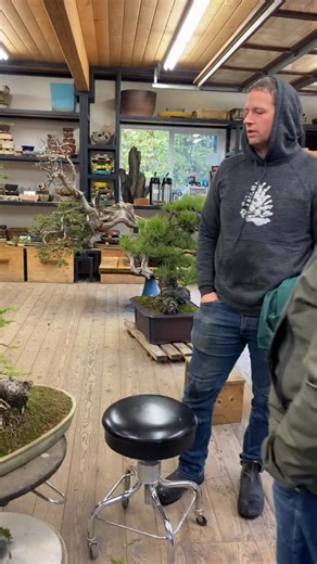 Exploring the reiterative growth of redwoods Reiterative growth is when a tree forms new vertical leaders from mature limbs, essentially rebuilding its crown by repeating its own structure. In old growth Sequoia sempervirens, dormant epicormic buds activate along massive branches, producing secondary trunks that increase canopy complexity, resilience, and longevity. Ryan Neil of Bonsai Mirai is an American bonsai artist known for translating natural tree biology into design, and has explored thi