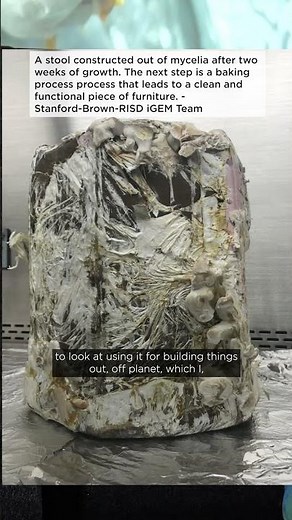 What role is mycelium playing in the future of sustainable fashion? #sustainabilityweek