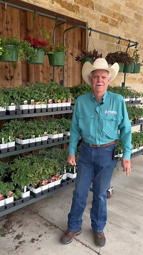 Indeterminate vs. determinate tomato plants, do you know the difference? #tomatoes #tomatoplants #gardentok #gardening #russellfeed