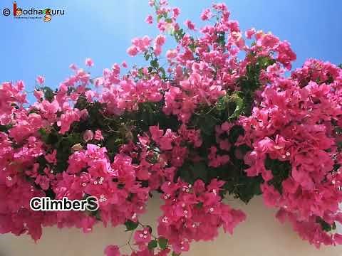 Science - Different Types of Plants - Herb, Shrub, Tree, Climber & Creeper - Overview English