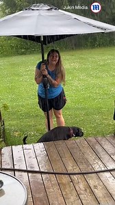444K views · 7K reactions | This dog does not like to get wet! ☔ | Daily Mail Video | Facebook