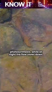 Do Trees Have a "Pulse"? 🌳💧