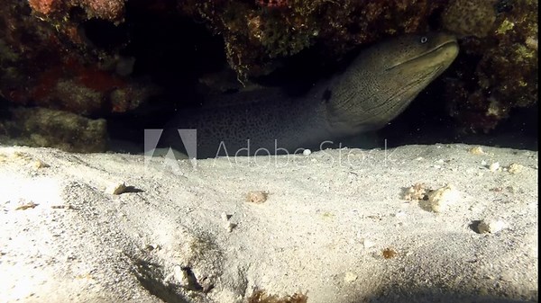 Footage of a giant moray, captured in the waters surrounding the Mauritius islands. Showcasing the intriguing behavior of this majestic marine creature.
