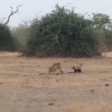 Honey badger 🦡 vs Python 🐍 vS Wilddogs 😱😱 #animalwars | Kyirapatre District Youth