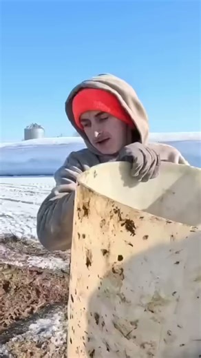 Farm Life: Feeding Cows & Harvesting Corn Silage #shorts