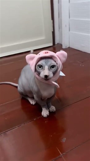 Follow me to see my ￼ cuteness every day! #sphynx #cat #kitten