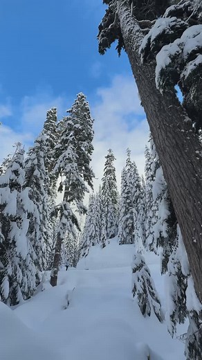 6.3K views · 47 reactions | Our Nordic trails have been looking pretty amazing lately. Perfect time to get out and enjoy! 略️⛄️ | The Summit at Snoqualmie | Facebook