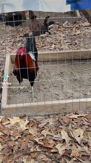 84K views · 1.1K reactions | McLean Hatch We love a good hatch rooster . #gamefowl #chickens #rooster | Kenzie Gamefowl Farm | Facebook