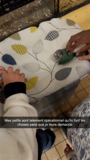 Nourrissage bébé Conure