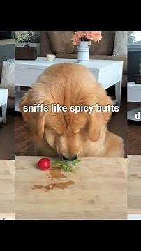 ASMR Dog Reviewing Different Types of Food - Tucker Taste Test 7