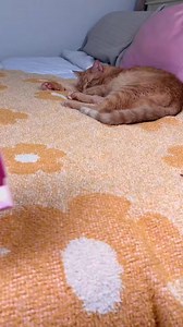 42K views · 1.5K reactions | Real Littles Backpack | My Melody #ASMR #unboxing #reallittles #toysunboxing #playing #unpacking #satisfyingvideos #reallittlesbackpacks #mymelody ##sanrio | Mika Plays | Facebook