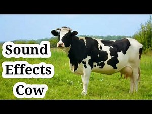 Cow sound effect no copyright