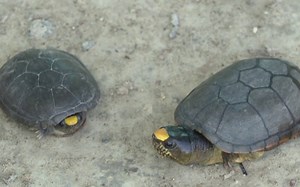 【Kinosternon Vogti】稀少的瓦拉塔泥龟