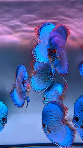 140K views · 6.8K reactions | Beautiful Discus! #aquascape #plantedtank #viralreelsシ #fishtank #aquatic #aquarium #aquariumhobby #layoutdesign #viralpost #viralcontent | AquaPedia | Facebook