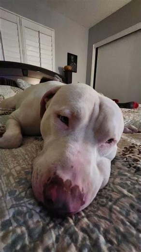 albino American pitbull terrier