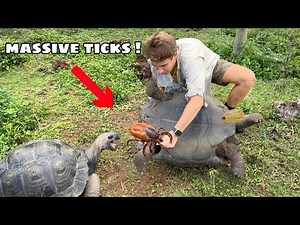 REMOVING MASSIVE TICKS ON MY ANIMALS !