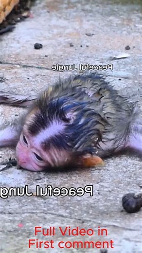 7.1K views · 62 reactions | Tragic Beginning: Newborn Monkey Falls from the Tree Moments After Birth | Cute Babies Monkey | Facebook