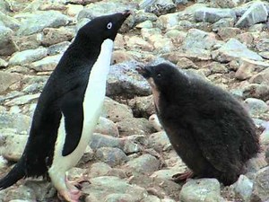 Adelie Penguin Feeding It's Chick