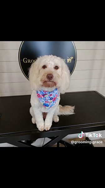 Grooming Grace on TikTok