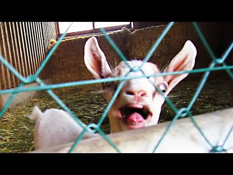 Goat Screaming Like Crazy