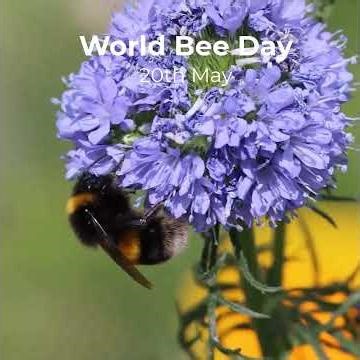 World Bee Day 2026