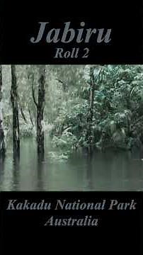 kakadu JabiruRoll-2 #australia #Jabiru #kakadu #NationalPark