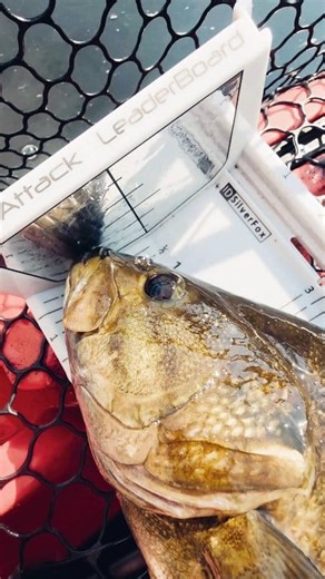 3K views · 56 reactions | The YakAttack LeaderBoard is the only board with build in ID holders, a culling tab system, built in floation, and has you covered all the way to 28 and a 1/4". Proudly made right here in the USA! | YakAttack | Facebook