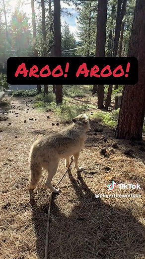 Wolf Howl vs Coyote Yips: Hear the Difference