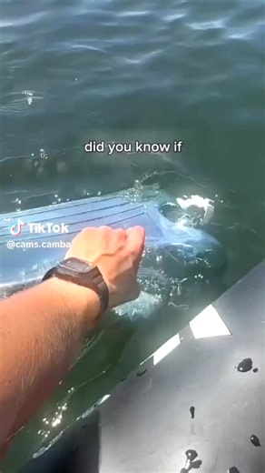 Invincible Season 4 Trailer & Predictions