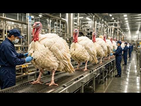 From Farm to Processing — How Millions of Turkeys Are Raised || Full Process