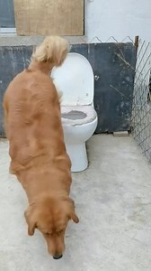 33K views · 528 reactions | Is the dog toilet process perfect?#pet #dog #fyp | Pet_station | Facebook