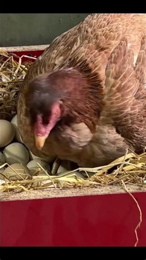 Perfect broody hen ready to hatch eggs