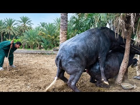 Buffalo Breeding Process Step by Step | Natural Mating Guide for Farmers