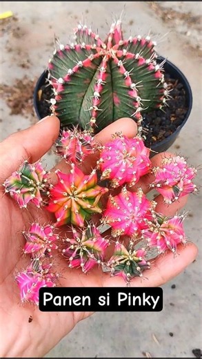 Harvesting Variegated Cactus mother seedlings #aridzona #cactus #plants #cactus #variegatedplants...