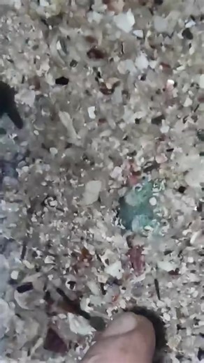 Discover the Cutest Cuttlefish on a Night Adventure