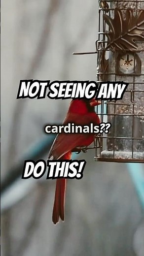 Attract More Cardinals to Your Feeder! #birds #cardinals #naturelovers