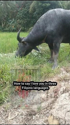 Three ways to say I love you in Filipino languages ❤️ #shorts
