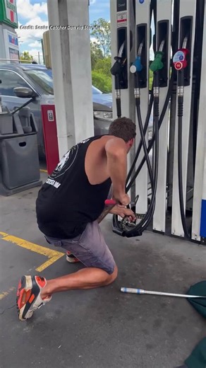 Python removed from bunch of petrol pumps in Queensland