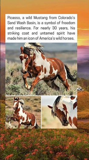 America’s Legendary Wild Horse Picasso