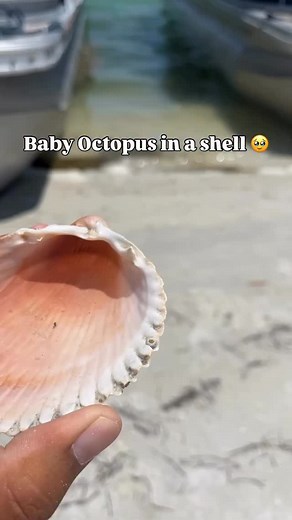 2.3K reactions · 165 shares | “We found a baby octopus! ~~~~~~~~~~~~~~~~~~~~~~ We found this baby octopus on an island in Tampa Bay. I’m not quite sure what species it is, but I’m leaning towards dwarf octopus or an Atlantic Pygmy Octopus.” ~~~~~~~~~~~~~~~~~~~~~~ Shot with Island Ferry By @basaswildlife | onlytraveling | Facebook