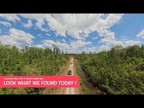 Look What We Found Today! Mallory Swamp WMA Fallen Pine Grade Trail