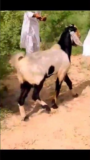 Beautiful Goats on the Farm! 🐐❤️ | Amazing Goat Moments #Shorts
