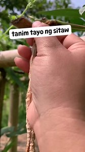 easy planting long beans #beans #plantingtips #gardeningtips #Canaan #fypシ゚viralシ #reelsfbシ #highlightsシ゚ | Canaan All in One Fertilizer Original Direct Supplier